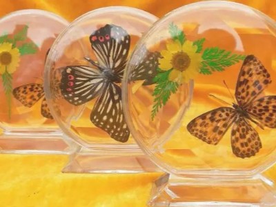 聚力水晶滴膠、環(huán)氧膠，用于標本制作，填充性好，使用期長